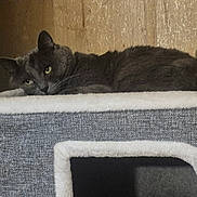 Morty is registered to the contest to win money with this photo: cat, gray_cat, feline, pet, animal, green_eyes, lying_down, lounging, relaxed, sleepy, fur, whiskers, ears, tail, cat_tree, scratching_post, cozy, indoor, home, portrait