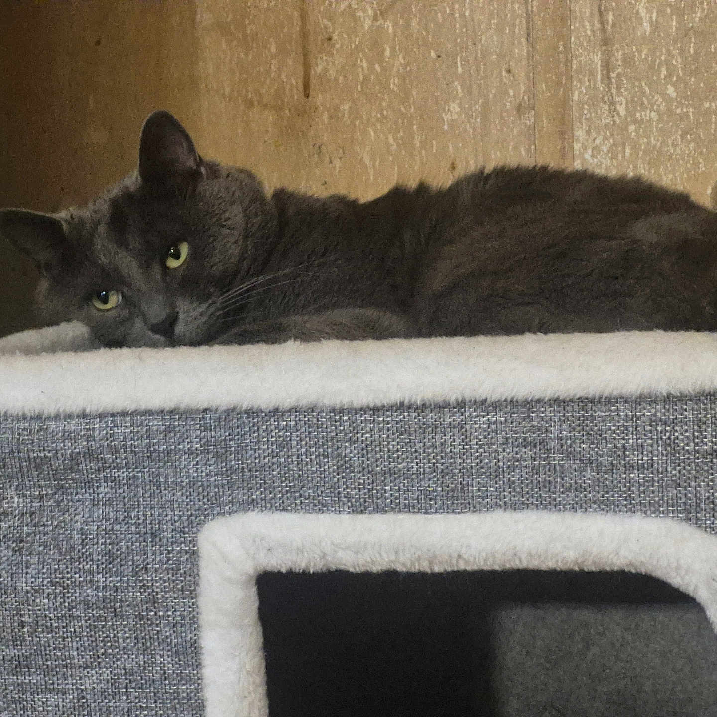 Morty
