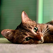 Souss a rejoint le concours — aidez-le/la à gagner de superbes lots ! cat, tabby, close_up, green_eyes, whiskers, face, lying_down, relaxed, pet, animal, feline, soft_light, blurred_background, indoor, portrait, cute, fur, ears, nose, calm