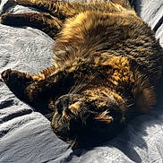 Meow Meow joined the competition — help win amazing prizes! cat, tortoiseshell_cat, pet, sleeping, bed, blanket, sunlight, fur, whiskers, paw, cozy, indoor, nap, resting, closeup, portrait, domestic_animal, shadow, relaxed, feline