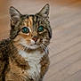 cat, tabby_cat, pet, feline, whiskers, fur, close_up, indoor, floor, wooden_floor, animal, mammal, cute, eyes, face, portrait, domestic_animal, sitting, looking, curious