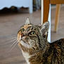 Mitsi participe au concours pour gagner de l'argent avec cette photo : cat, tabby_cat, whiskers, indoor, wooden_floor, curious, feline, pet, animal, close_up, green_eyes, fur, domestic_cat, looking_up, ears, nose, seated, household, background_blur, fur_pattern