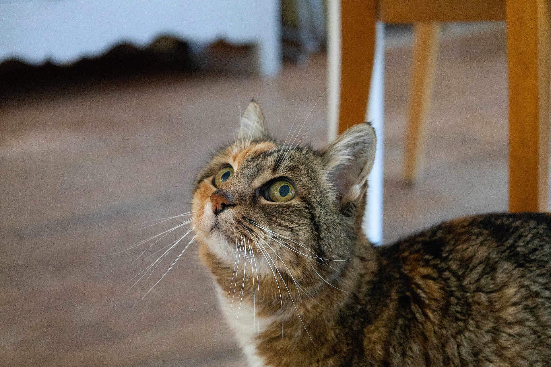 Mitsi