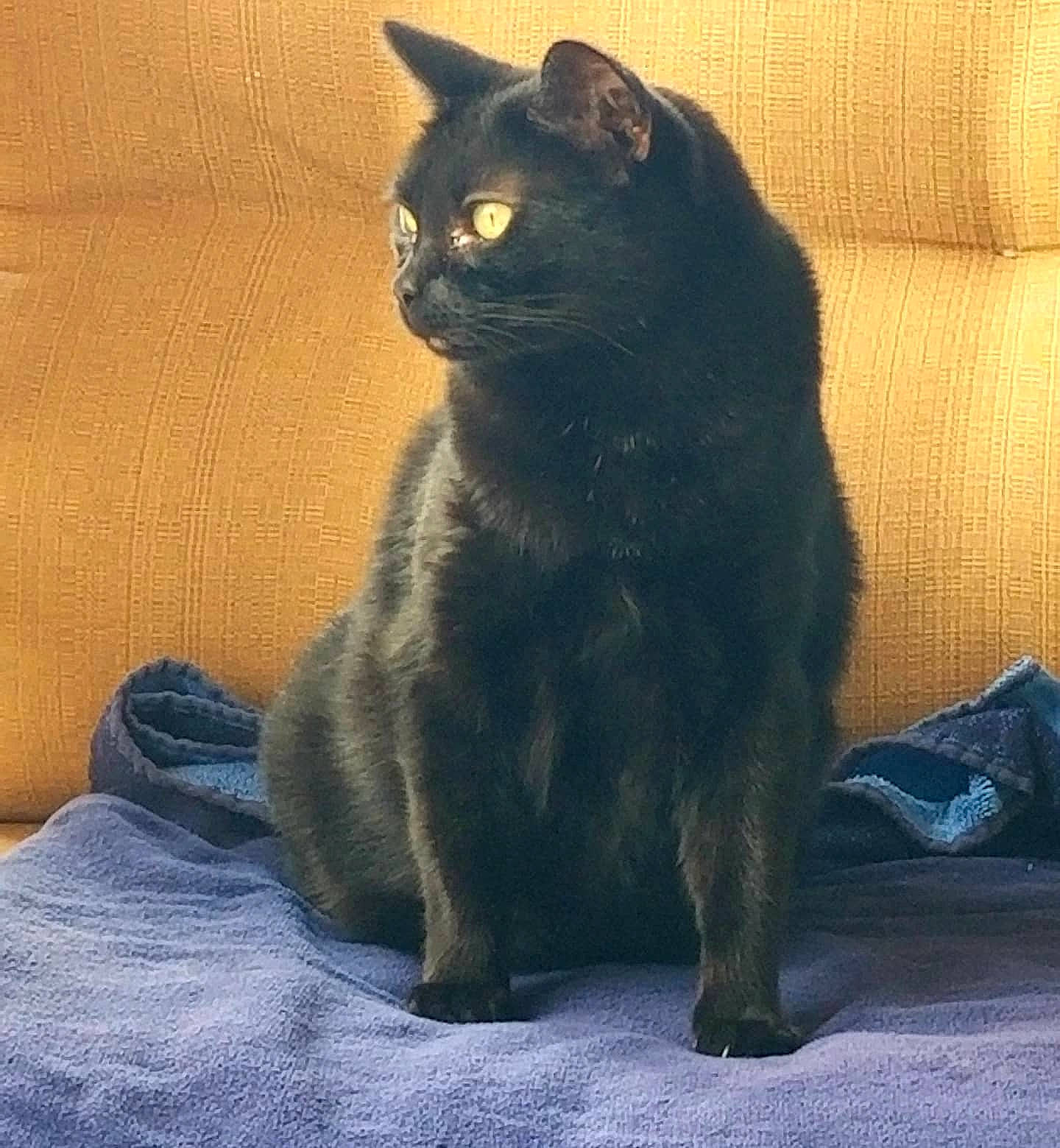 Miss Myrtle joined the competition — help win amazing prizes! black_cat, bombay, carnivore, cat, claw, comfort, domestic_short_haired_cat, electric_blue, eye, felidae, fur, grey, paw, sitting, small_to_medium_sized_cats, snout, tail, terrestrial_animal, whiskers, window