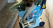Waylon is registered to the contest to win money with this photo: puppy, dog, costume, dinosaur, toy_cart, shopping_cart, indoor, wooden_floor, carpeted_stairs, furniture, chair, cone, pet, animal, cute, playful, domestic, brown, white, floor