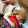 Waylon joined the competition — help win amazing prizes! puppy, dog, toy, plush_toy, hand, lap, floral_skirt, colorful, sleeping, cozy, resting, closeup, pet, animal, casual_clothing, indoor, person, affection, cute, relaxed