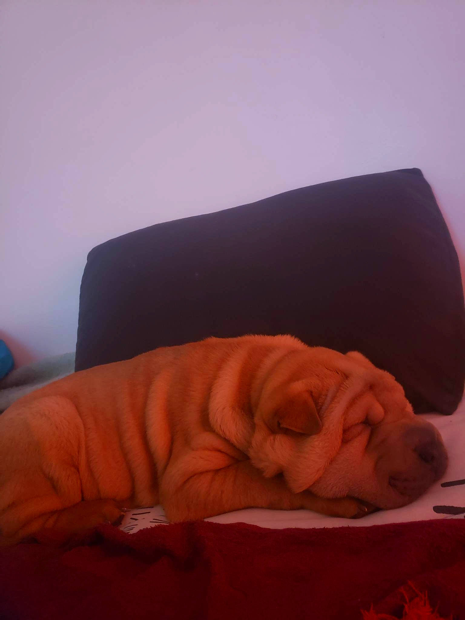 Tioupy participe au concours pour gagner de l'argent avec cette photo : bed, bed_sheet, bedding, bedroom, bedtime, blanket, carmine, comfort, flooring, fur, hardwood, human_leg, linens, magenta, nap, room, sleep, textile, tints_and_shades, wood