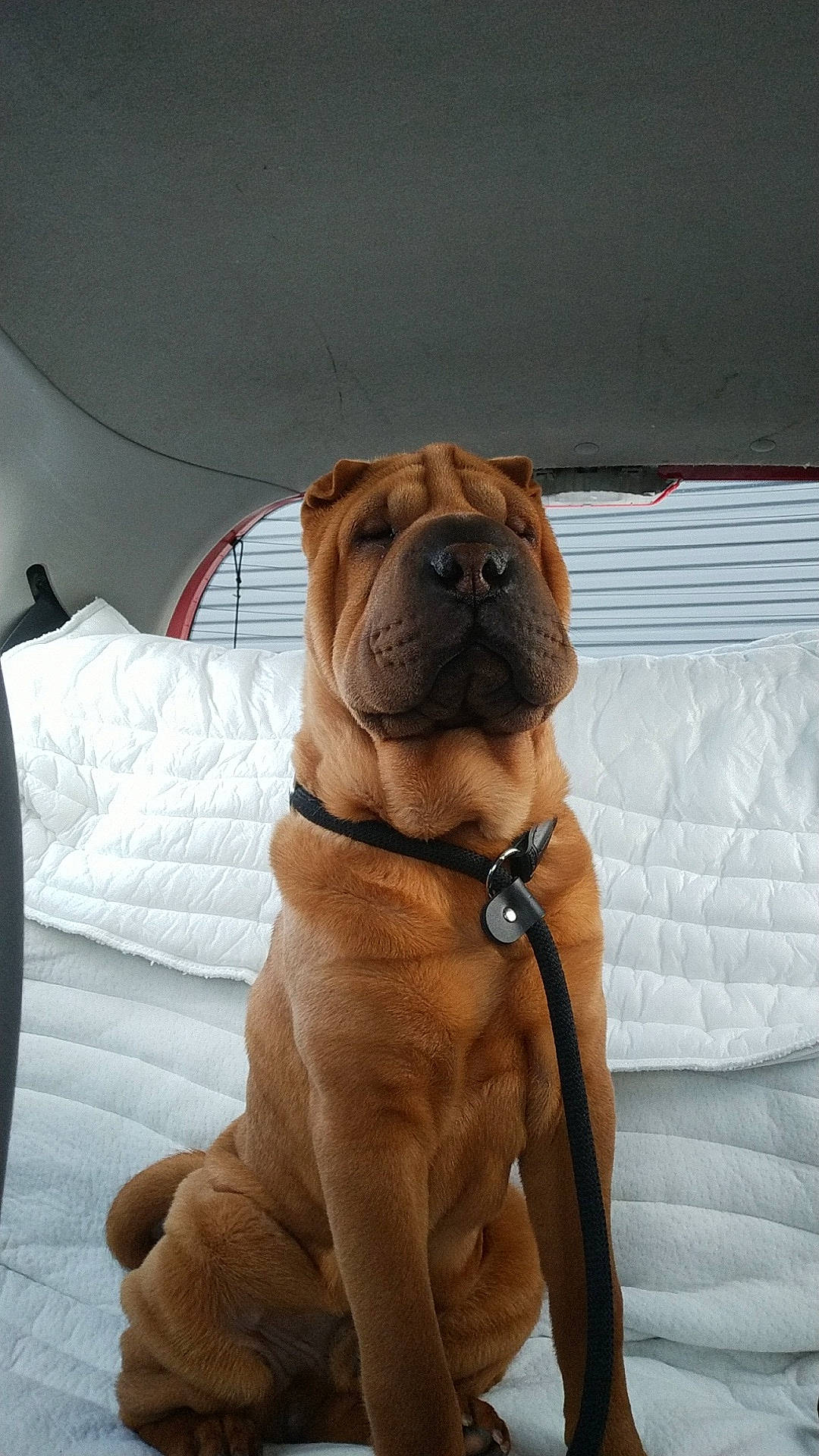 Tioupy participe au concours pour gagner de l'argent avec cette photo : ancient_dog_breeds, canidae, carnivore, collar, comfort, companion_dog, couch, dog, dog_breed, dog_collar, fawn, liver, non_sporting_group, pet_supply, snout, sporting_group, tail, working_animal, working_dog, wrinkle