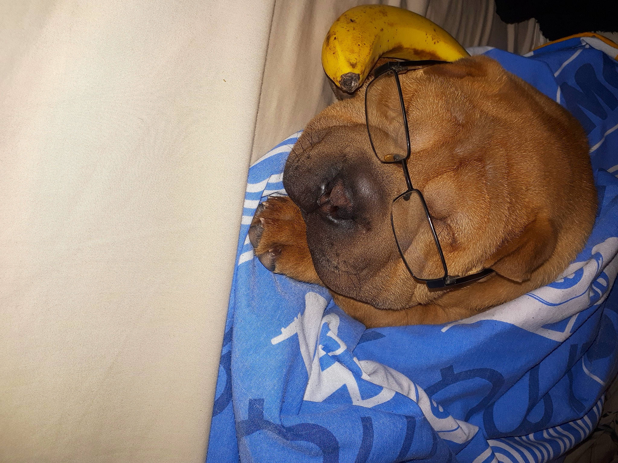 Tioupy a rejoint le concours — aidez-le/la à gagner de superbes lots ! baseball_cap, comfort, dog_breed, electric_blue, fawn, food, fur, linens, liver, personal_protective_equipment, sleeve, snout, sporting_group, terrestrial_animal, wrinkle