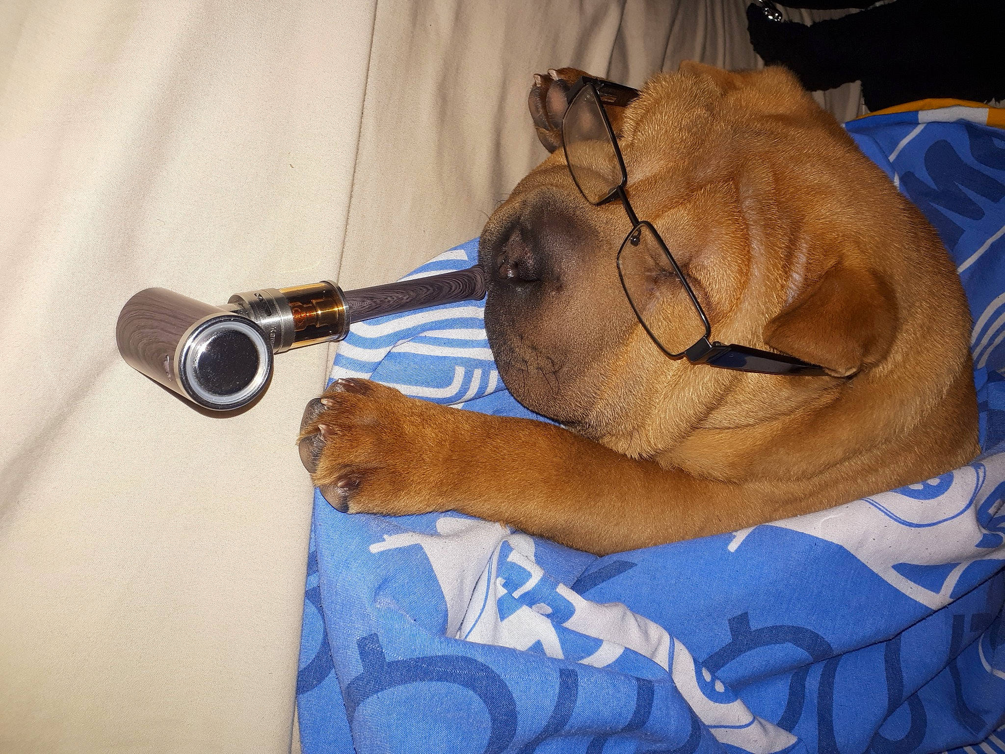 Tioupy participe au concours pour gagner de l'argent avec cette photo : art, blue, canidae, chest, comfort, dog_breed, drinkware, electric_blue, fawn, human_leg, metal, nail, personal_protective_equipment, thumb, tool, toy, whiskers, wood, wrinkle, wrist