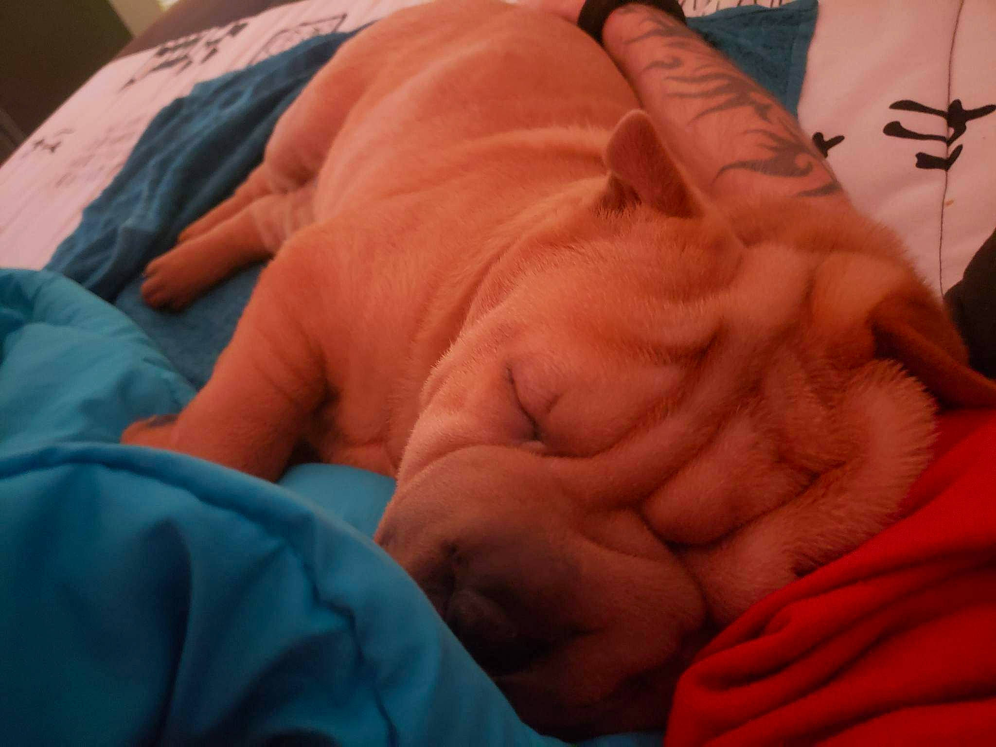 Tioupy a rejoint le concours — aidez-le/la à gagner de superbes lots ! abdomen, barechested, bedding, chest, comfort, elbow, electric_blue, flesh, gesture, human_leg, knee, linens, mouth, nail, room, thigh, thumb, trunk, wrinkle, wrist