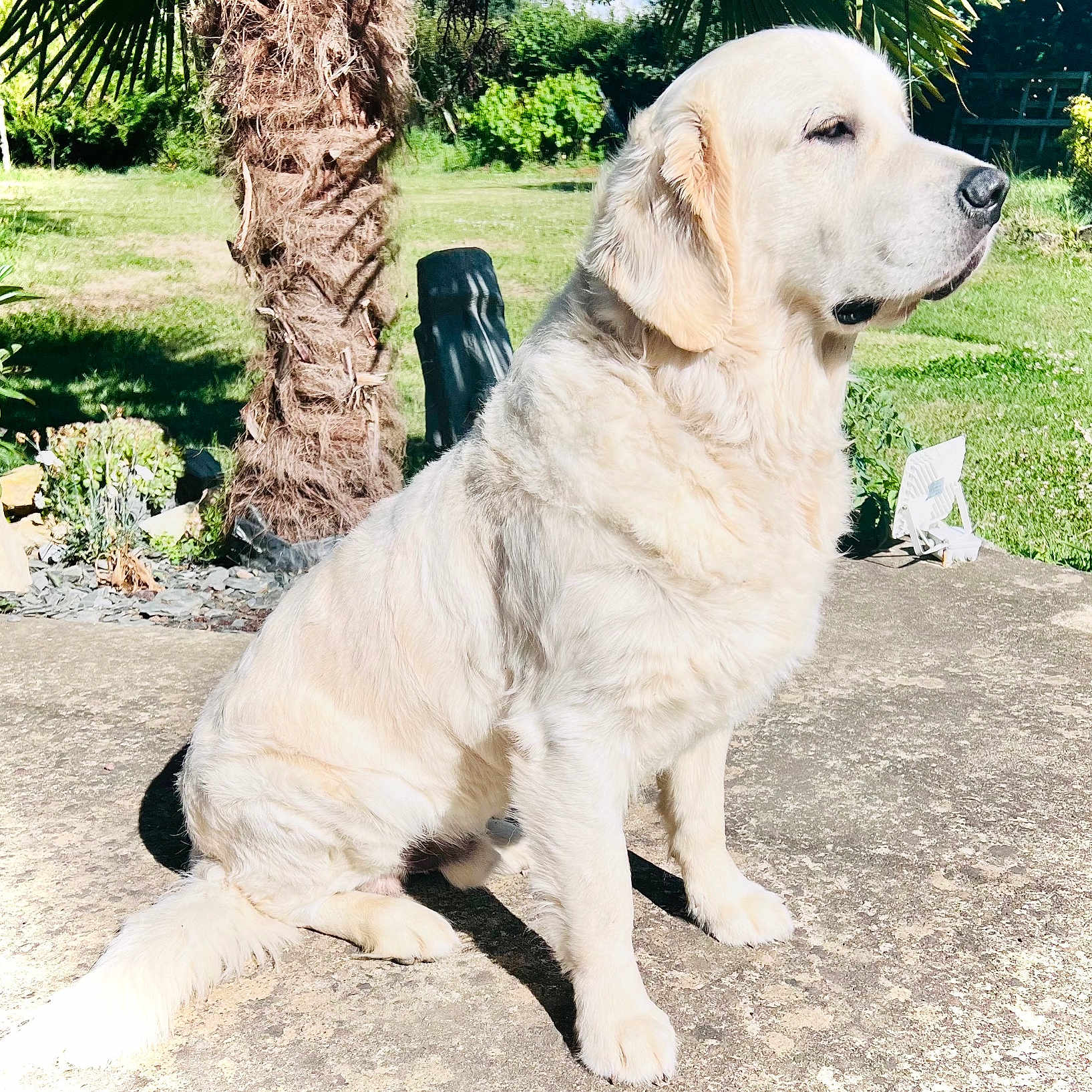 Ruby participe au concours pour gagner de l'argent avec cette photo : animal, canine, dog, eskimodog, goldenretriever, grass, grove, herbal, herbs, labradorretriever, land, nature, outdoors, pet, plant, puppy, tree, vegetation, whitedog, woodland
