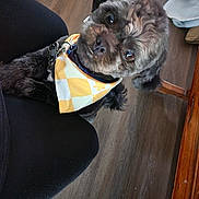 Zyec is registered to the contest to win money with this photo: dog, pet, bandana, black_fur, indoor, wooden_floor, person_leg, cute, small_dog, looking_up, fur, collar, domestic_animal, companion, animal, friendly, canine, flooring, home, adorable