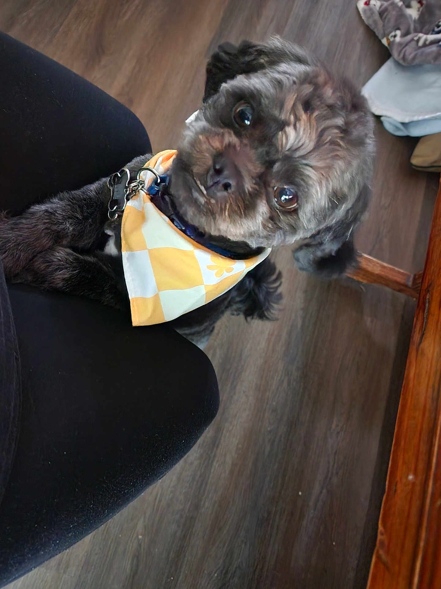 Zyec is registered to the contest to win money with this photo: dog, pet, bandana, black_fur, indoor, wooden_floor, person_leg, cute, small_dog, looking_up, fur, collar, domestic_animal, companion, animal, friendly, canine, flooring, home, adorable