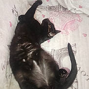 Fifty a rejoint le concours — aidez-le/la à gagner de superbes lots ! cat, black_cat, pet, sleeping, bed, blanket, relaxed, fur, animal, domestic_animal, whiskers, tail, paw, cute, indoor, resting, feline, cozy, soft, comfort