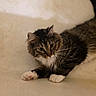 Tigger is registered to the contest to win money with this photo: cat, tabby, white_paws, fur, whiskers, pet, animal, cute, domestic, feline, laying_down, resting, curious, indoor, soft_light, close_up, portrait, cozy, relaxed, fluffy