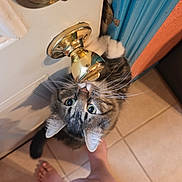 Tigger is registered to the contest to win money with this photo: cat, tabby, door, door_knob, golden, curious, tile_floor, bare_feet, person, clothing, blue_door_frame, orange_wall, indoor, pet, whiskers, paw, looking_up, reflection, close_up, home