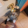 cat, tabby, door, door_knob, golden, curious, tile_floor, bare_feet, person, clothing, blue_door_frame, orange_wall, indoor, pet, whiskers, paw, looking_up, reflection, close_up, home