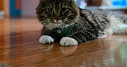 Tigger is registered to the contest to win money with this photo: cat, tabby, white_paws, fluffy, indoor, wooden_floor, harness, pet, animal, cute, relaxed, floor_reflection, blurred_background, domestic_cat, feline, whiskers, ears, lying_down, green_harness, house
