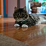cat, tabby, white_paws, fluffy, indoor, wooden_floor, harness, pet, animal, cute, relaxed, floor_reflection, blurred_background, domestic_cat, feline, whiskers, ears, lying_down, green_harness, house