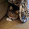 Tigger is registered to the contest to win money with this photo: cat, tabby, blanket, carpet, indoor, pet, feline, cozy, resting, curious, soft_texture, patterned_blanket, whiskers, paws, fur, animal, cute, relaxed, home, comfort