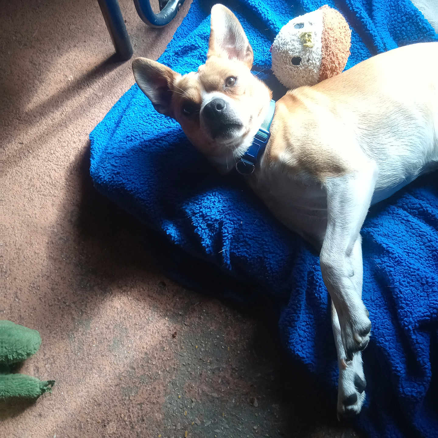 Maxamillion is registered to the contest to win money with this photo: animal, blanket, brown, carpet, collar, cozy, curious, dog, ears, floor, indoor, lying_down, pet, plush_toy, relaxed, resting, shadow, sunlight, toy, white