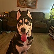 Zeus is registered to the contest to win money with this photo: dog, husky, tongue_out, indoor, living_room, couch, painting, wooden_floor, fish_tank, pet, canine, sitting, fur, ears, animal, household, smiling, domestic, friendly, companion