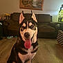 dog, husky, tongue_out, indoor, living_room, couch, painting, wooden_floor, fish_tank, pet, canine, sitting, fur, ears, animal, household, smiling, domestic, friendly, companion