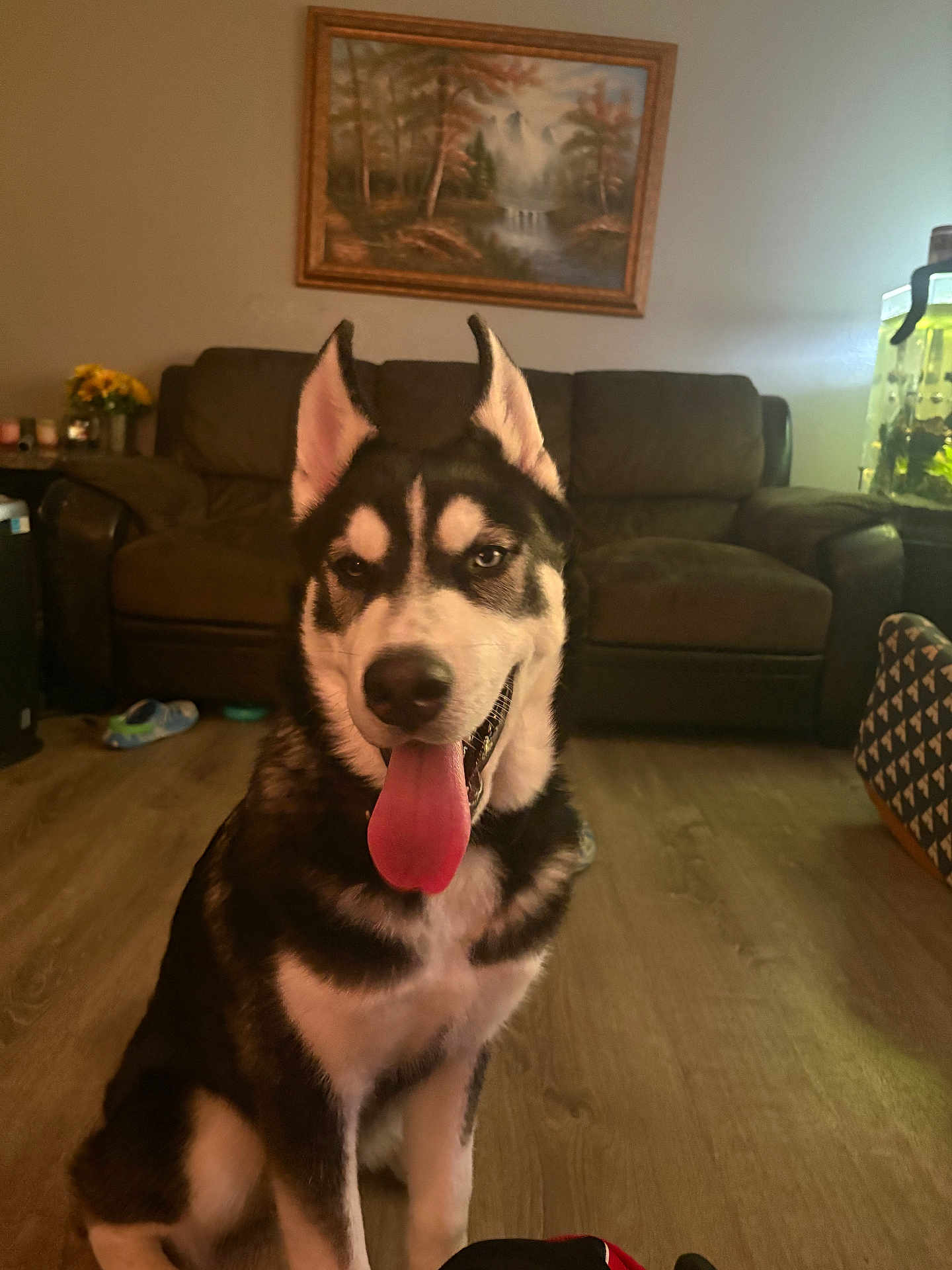 Zeus