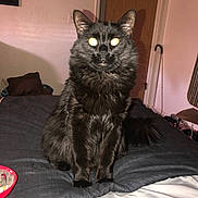 Bear is registered to the contest to win money with this photo: animal, bed, bedroom, blackcat, blanket, cat, computer, couch, cushion, dormroom, electronics, furniture, homedecor, indoors, interiordesign, kitten, laptop, manx, pet, room