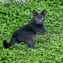 cat, gray_cat, greenery, leaves, outdoor, animal, pet, feline, nature, relaxing, grass, wildlife, mammal, resting, cute, eyes, whiskers, tail, plant, wall
