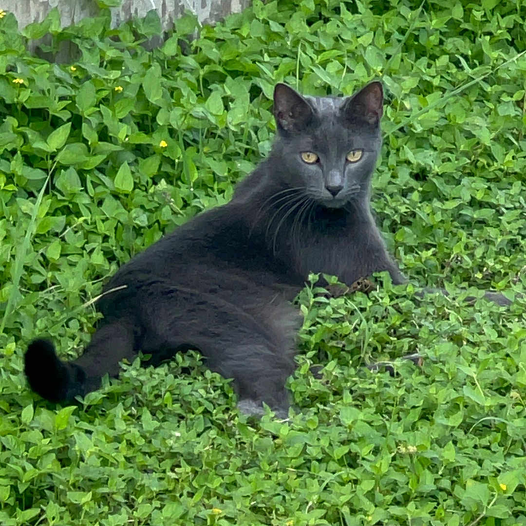 Loki joined the competition — help win amazing prizes! animal, cat, cute, eyes, feline, grass, gray_cat, greenery, leaves, mammal, nature, outdoor, pet, plant, relaxing, resting, tail, wall, whiskers, wildlife