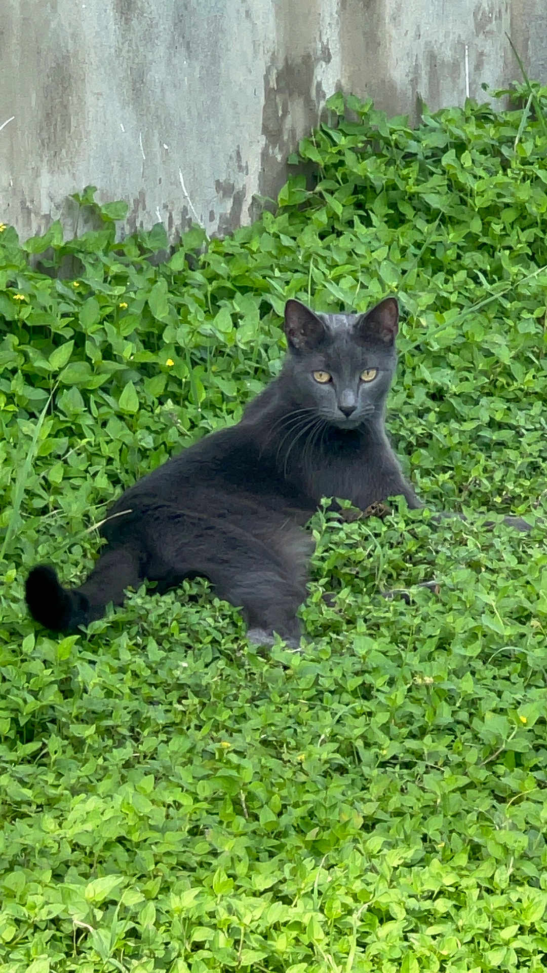 Loki joined the competition — help win amazing prizes! cat, gray_cat, greenery, leaves, outdoor, animal, pet, feline, nature, relaxing, grass, wildlife, mammal, resting, cute, eyes, whiskers, tail, plant, wall
