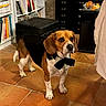 Scott participe au concours pour gagner de l'argent avec cette photo : animal, beagle, bookcase, canine, cup, document, dog, dogbed, drawer, furniture, hound, indoors, interiordesign, pet, puppy, receipt, text