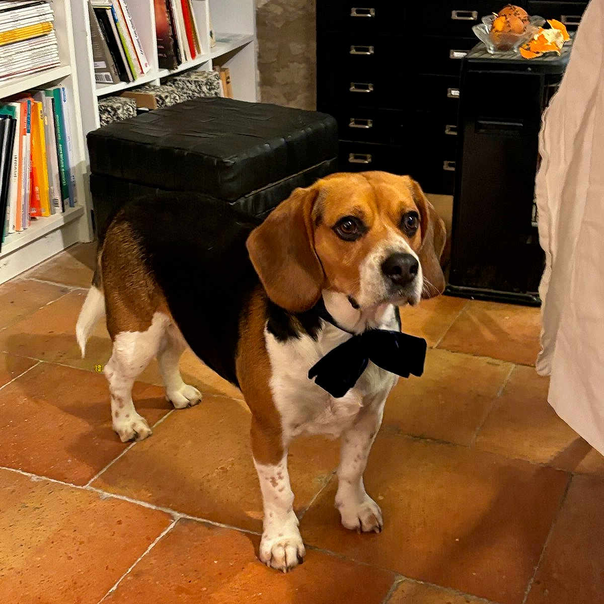 Scott participe au concours pour gagner de l'argent avec cette photo : animal, beagle, bookcase, canine, cup, document, dog, dogbed, drawer, furniture, hound, indoors, interiordesign, pet, puppy, receipt, text