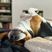 Scott participe au concours pour gagner de l'argent avec cette photo : animal, appenzeller, beagle, blanket, bookcase, canine, couch, dog, furniture, homedecor, hound, indoors, interiordesign, linen, pet, pointer, puppy, shelf, snout, towel