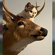 Mischief joined the competition — help win amazing prizes! cat, deer, taxidermy, antlers, animal, museum, mounted_head, portrait, close_up, feline, wildlife, indoor, phone_screenshot, gallery_app, photograph, curious, balance, horns, brown, white