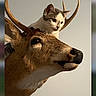 cat, deer, taxidermy, antlers, animal, museum, mounted_head, portrait, close_up, feline, wildlife, indoor, phone_screenshot, gallery_app, photograph, curious, balance, horns, brown, white