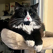 Bill joined the competition — help win amazing prizes! cat, black_and_white, fluffy, whiskers, pink_nose, perch, indoor, pet, feline, relaxed, close_up, animal, soft_texture, resting, portrait, domestic_cat, cute, fur, mammal, house