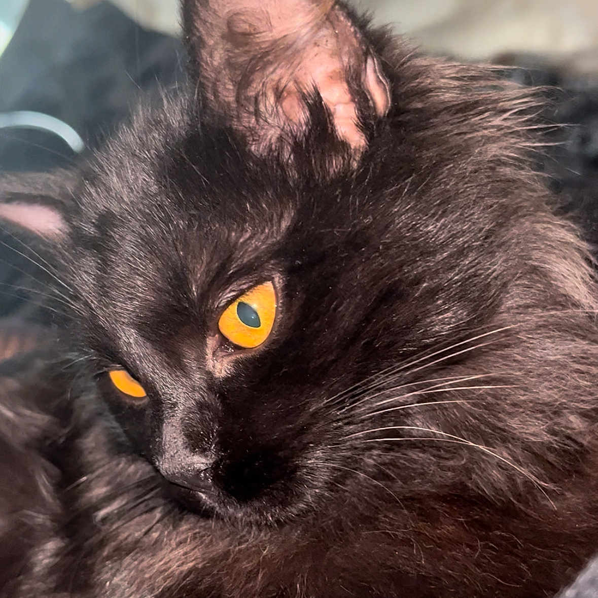 Princesse participe au concours pour gagner de l'argent avec cette photo : animal, black_cat, cat, close_up, cute, domestic_animal, eyes, face, feline, fluffy, fur, golden_eyes, indoor, mammal, pet, portrait, profile, resting, soft_light, whiskers