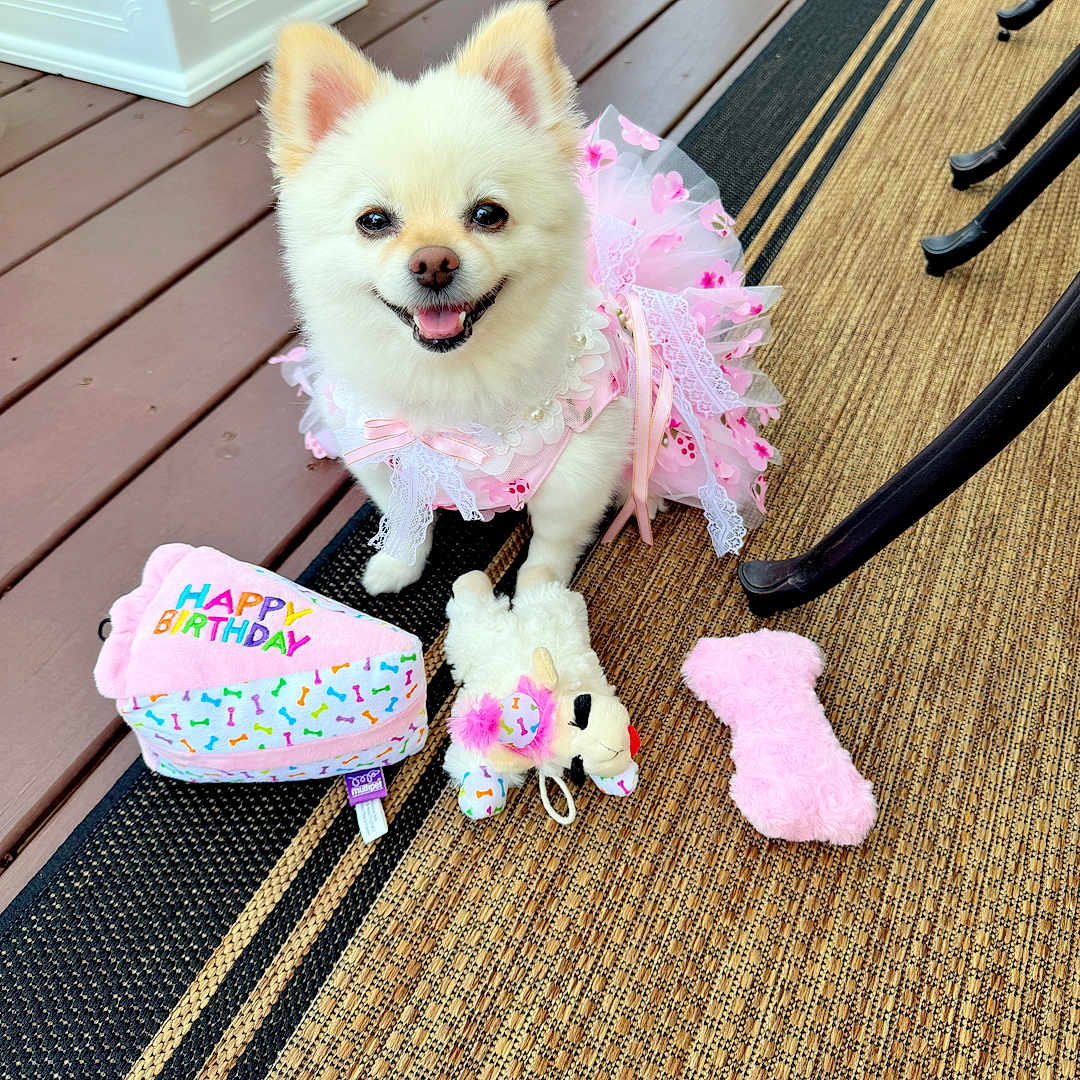 Duchess is registered to the contest to win money with this photo: accessories, animal, canine, clothing, cockerspaniel, dog, eskimodog, featherboa, hardwood, hat, husky, leash, papillon, pet, poodle, puppy, strap, toy, whitedog, wood