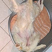 Sheila a rejoint le concours — aidez-le/la à gagner de superbes lots ! dog, pet_bed, lying_down, relaxed, fluffy, indoor, tile_floor, white_fur, cozy, sleeping, animal, paw, canine, bed, resting, domestic_animal, fur, comfort, home, mammal