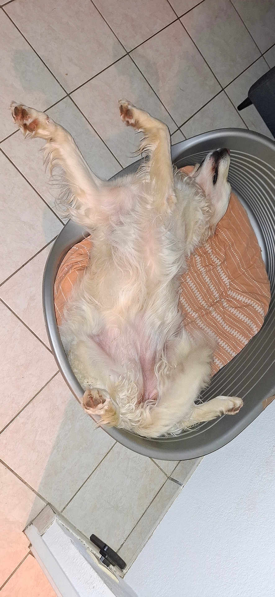 Sheila a rejoint le concours — aidez-le/la à gagner de superbes lots ! dog, pet_bed, lying_down, relaxed, fluffy, indoor, tile_floor, white_fur, cozy, sleeping, animal, paw, canine, bed, resting, domestic_animal, fur, comfort, home, mammal