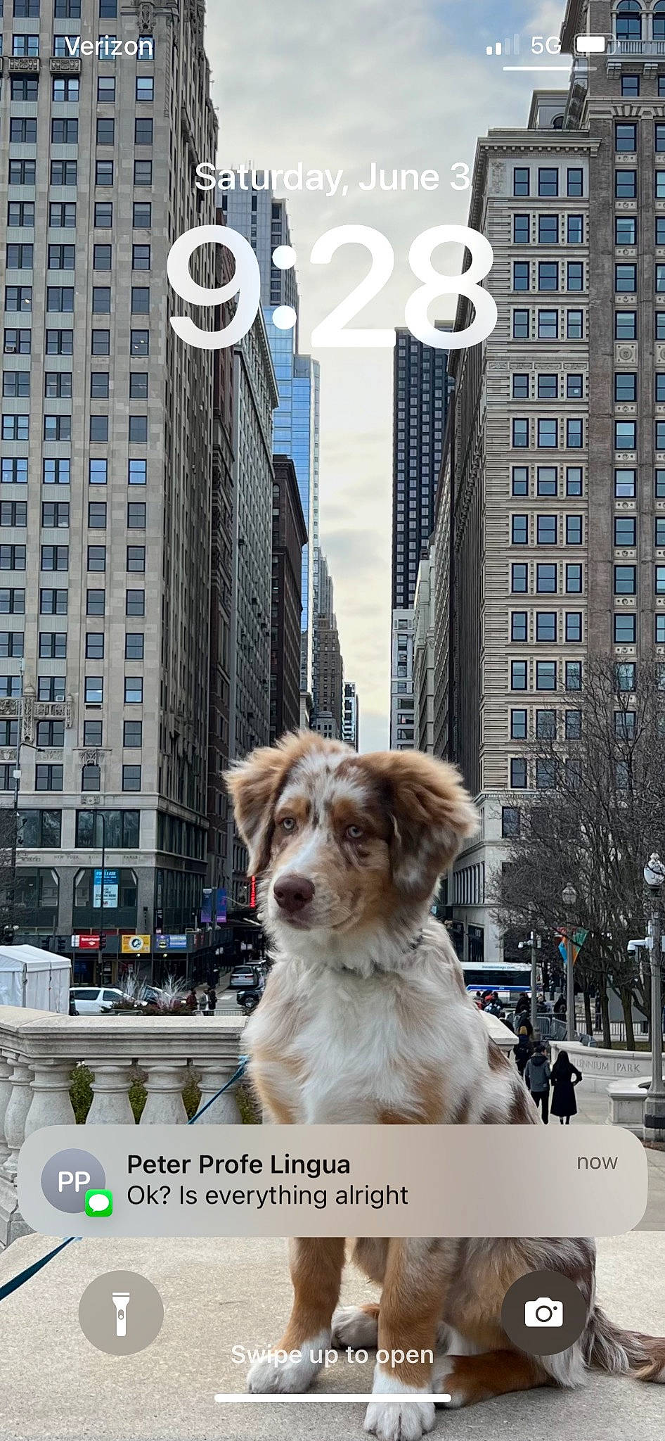 Coffee joined the competition — help win amazing prizes! advertising, building, carnivore, city, companion_dog, condominium, dog, dog_breed, fur, infrastructure, poster, road, sidewalk, skyscraper, snapshot, snout, street, tower_block, urban_design, window