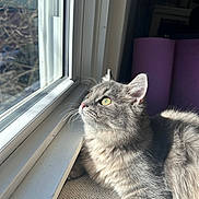 Luna joined the competition — help win amazing prizes! cat, gray_cat, window, sunlight, indoor, pet, feline, fur, green_eyes, looking_outside, cozy, sunny, close_up, domestic_animal, resting, side_view, whiskers, soft_light, curtains, fabric