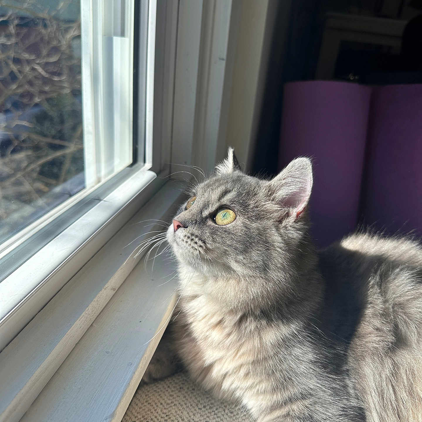 Luna joined the competition — help win amazing prizes! cat, close_up, cozy, curtains, domestic_animal, fabric, feline, fur, gray_cat, green_eyes, indoor, looking_outside, pet, resting, side_view, soft_light, sunlight, sunny, whiskers, window