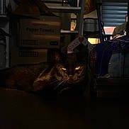 Nera is registered to the contest to win money with this photo: cat, black_cat, animal, pet, floor, indoor, dim_lighting, yellow_eyes, shadow, box, paper_towels, household_items, clutter, resting, feline, domestic_cat, dark, mysterious, quiet, room