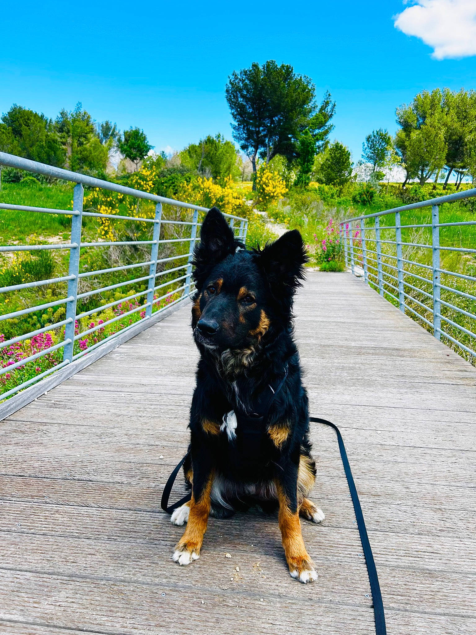 Tao a rejoint le concours — aidez-le/la à gagner de superbes lots ! canidae, carnivore, cloud, collar, companion_dog, dog, dog_breed, dog_collar, electric_blue, fence, grass, herding_dog, leash, plant, sky, snout, sporting_group, summer, tree, working_animal