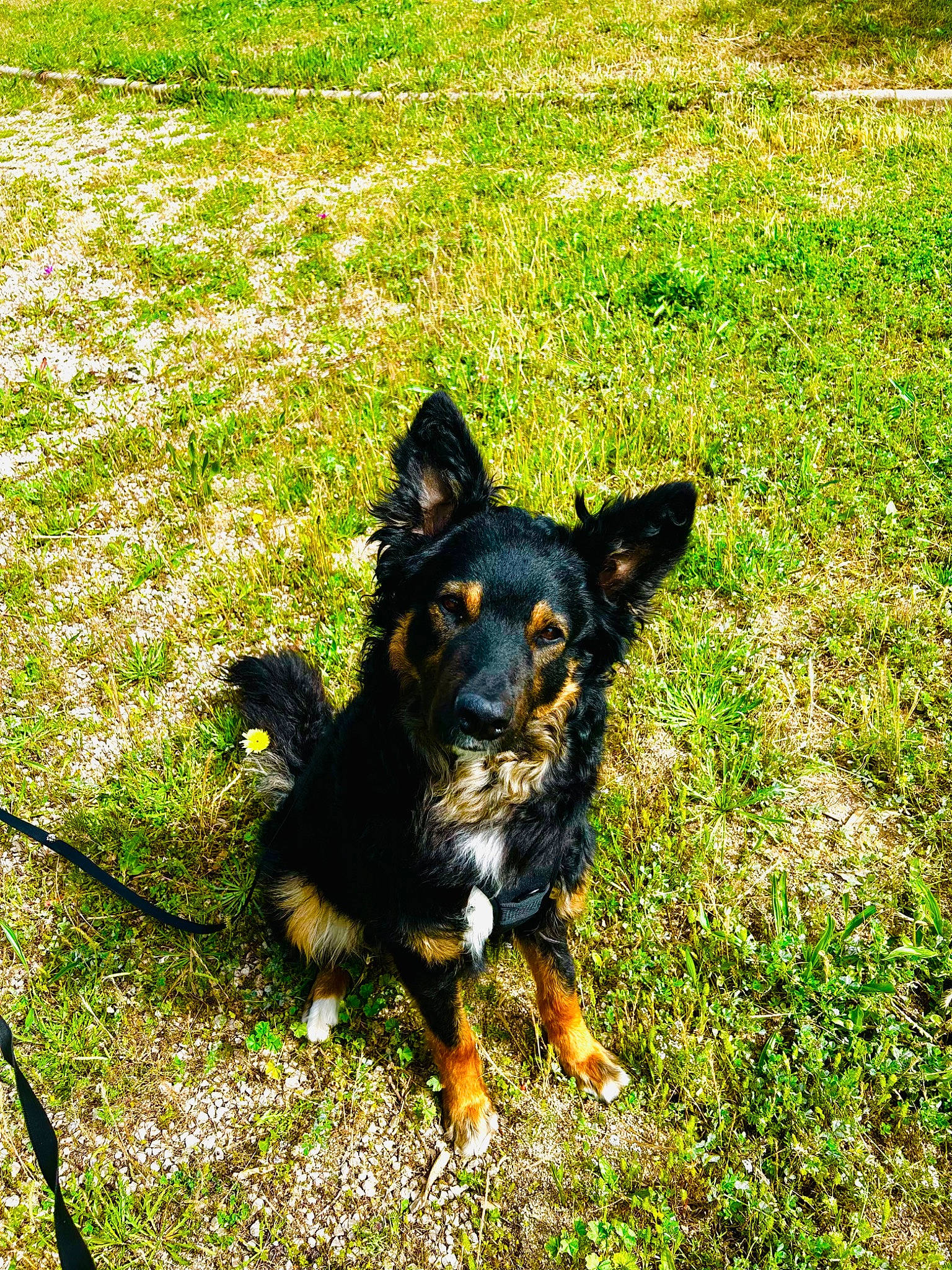 Tao participe au concours pour gagner de l'argent avec cette photo : canidae, carnivore, companion_dog, dog, dog_breed, grass, grassland, groundcover, herding_dog, shadow, snout, sporting_group, tail, terrestrial_animal, working_animal, working_dog