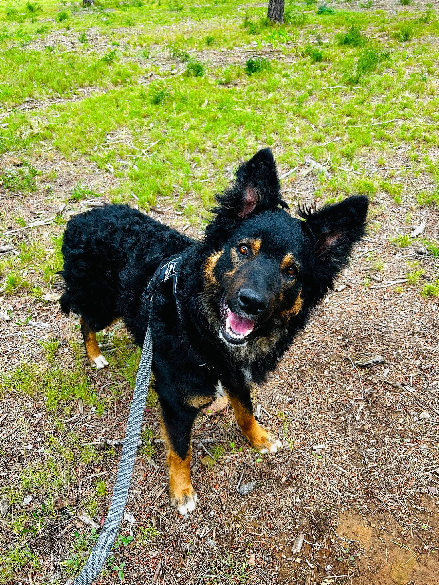 Tao participe au concours pour gagner de l'argent avec cette photo : canidae, carnivore, collar, companion_dog, dog, dog_breed, grass, guard_dog, herding_dog, shadow, snout, sporting_group, tail, working_animal, working_dog